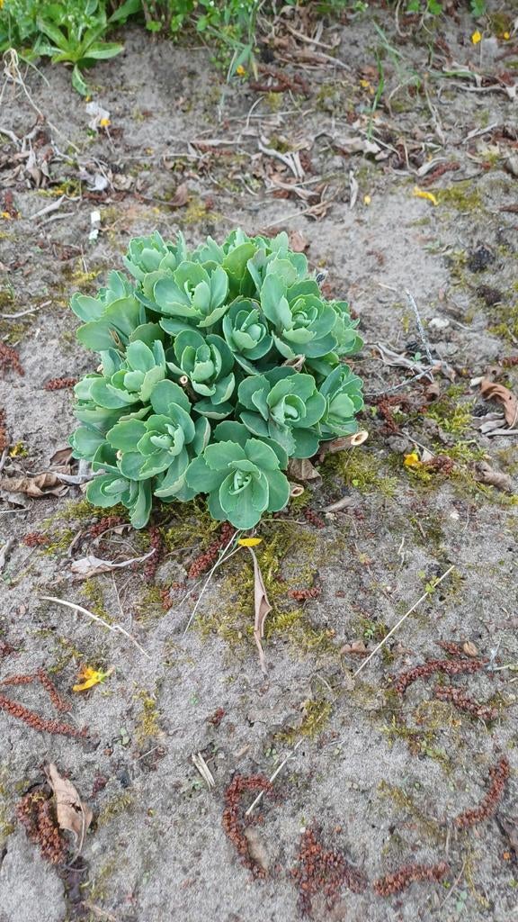 Sedum, Ophalen, Bodembedekkers, Volle zon