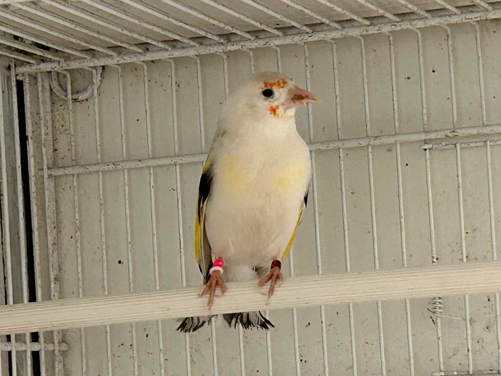 Major putter, Dieren en Toebehoren, Vogels | Overige Vogels, Mannelijk, Wildzangvogel