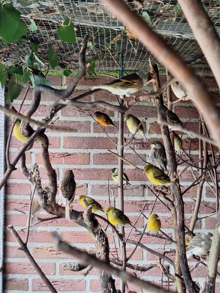 Te koop bastaard Zwartkopsijs x Harlekijn kanarie, Dieren en Toebehoren, Mannelijk, Wildzangvogel, Geringd