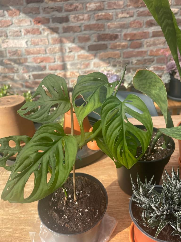 Monstera Monkey Mask, Ophalen, Overige soorten, Halfschaduw, Minder dan 100 cm