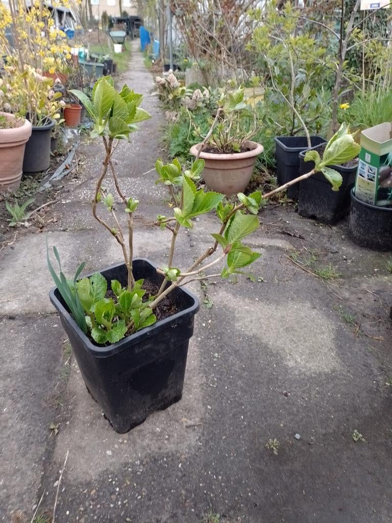 Hortensia's in diverse kleuren - ca. 30 stuks in pot, Tuin en Terras, Vaste plant, Halfschaduw, Zomer, Ophalen
