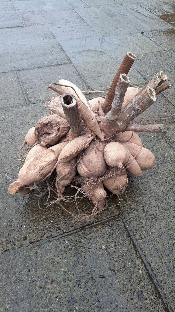 Dahlia knollen paars, Ophalen of Verzenden, Volle zon, Knol