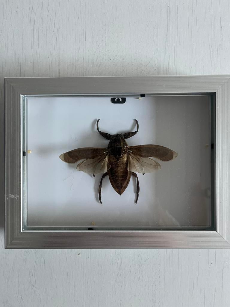 Lethocerus oculatus in lijst, Dieren en Toebehoren, Insecten en Spinnen, Bijen