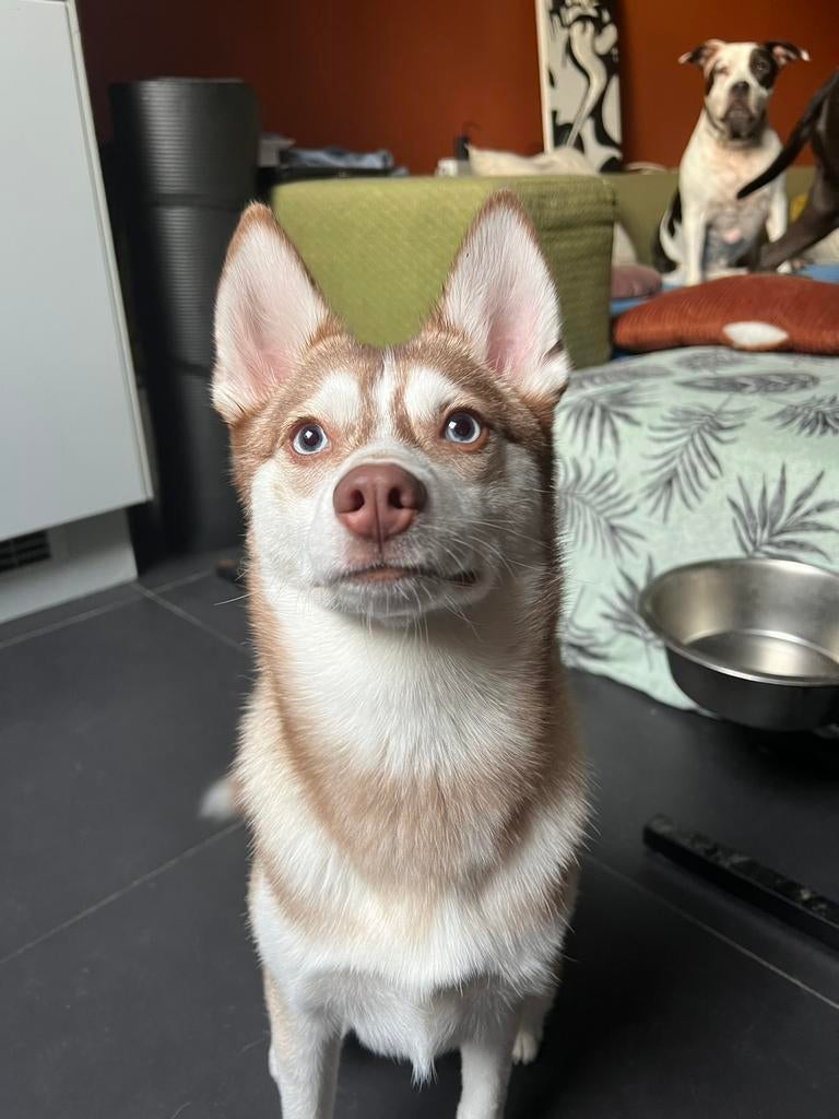 Dekreu aangeboden - Mooie lieve pomsky (mini huski), Dieren en Toebehoren, Parvo, 15 weken tot 1 jaar, Reu, Eén hond