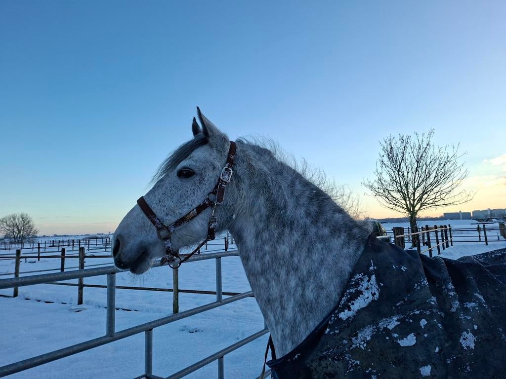 Gezocht bijrijdster voor lieve merrie, Dieren en Toebehoren, Paarden en Pony's | Overige Paardenspullen, Ophalen of Verzenden