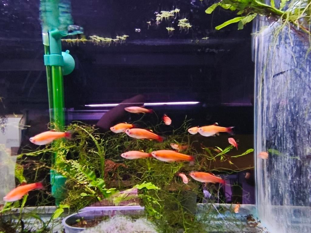 Diverse tropisch vissen op voorraad, Dieren en Toebehoren, Vissen | Aquariumvissen, Vis, Zoetwatervis