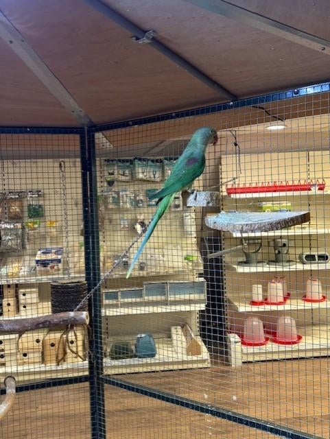 Alexander parkiet  (03-06-25), Geslacht onbekend, Parkiet