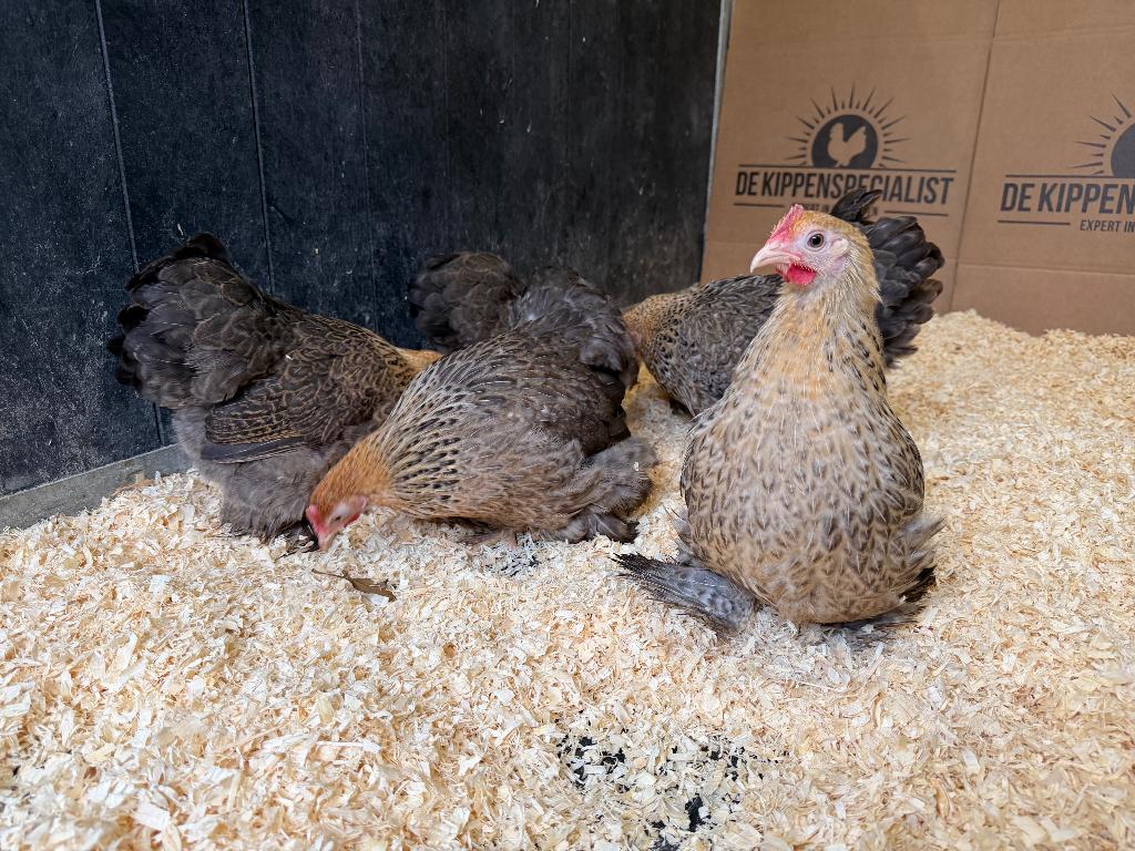 Jonge tamme Cochin kriel patrijs gesekst en ingeënt, Vrouwelijk, Kip