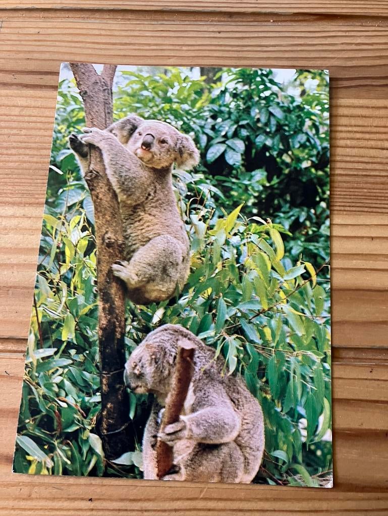 Ansichtkaart Australië, koala’s, Verzamelen, Ophalen of Verzenden