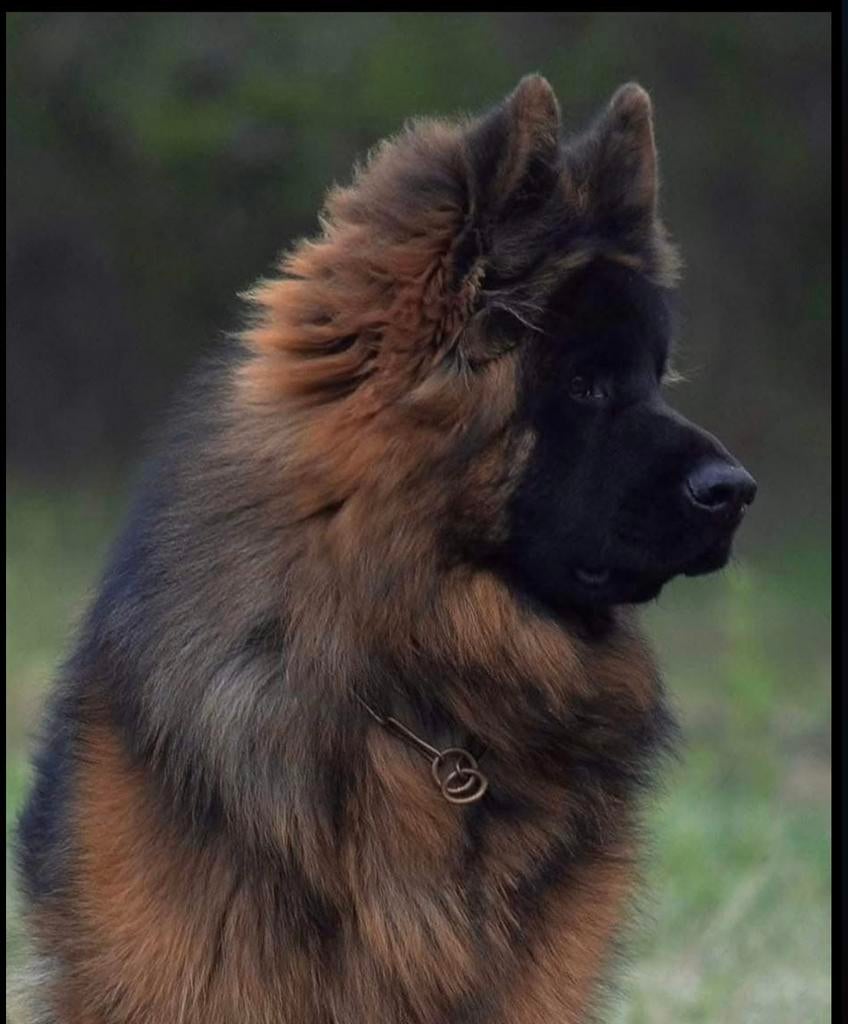 Duitse herder DIEGO VOM BORNIGER-DREIECK ter dekking, Reu, Parvo, Eén hond, 3 tot 5 jaar