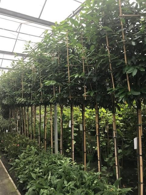 lei laurier caucasica 340 cm hoog 14-16 in pot, Leiboom, Lente, 100 tot 250 cm, Ophalen