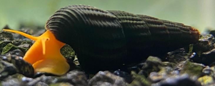 Tylomelania sp. orange - Slak - Koidreams Valburg, Dieren en Toebehoren, Slak of Weekdier, Zoetwatervis, Schoolvis