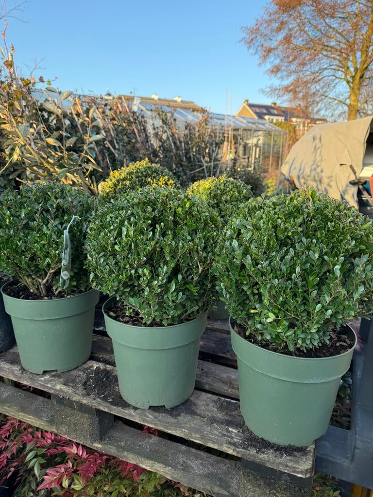 Ilex bollen van echte topkwaliteit machinaal rond geknipt, Vaste plant, Bloeit niet, Halfschaduw, Ophalen