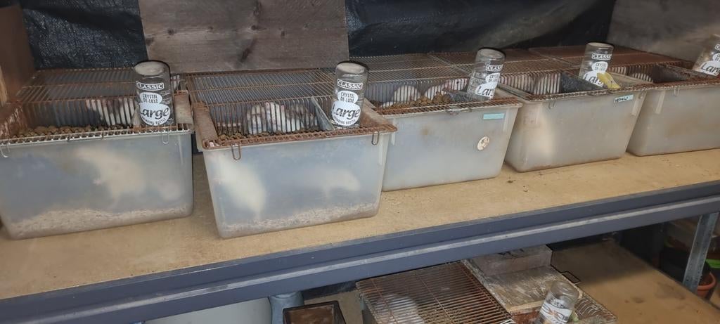 Voeder ratten volw, Dieren en Toebehoren, Ophalen