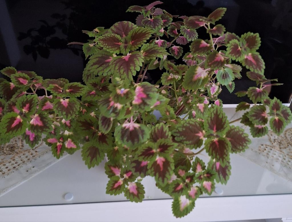 Grote siernetel plant, Ophalen, Halfschaduw, Minder dan 100 cm