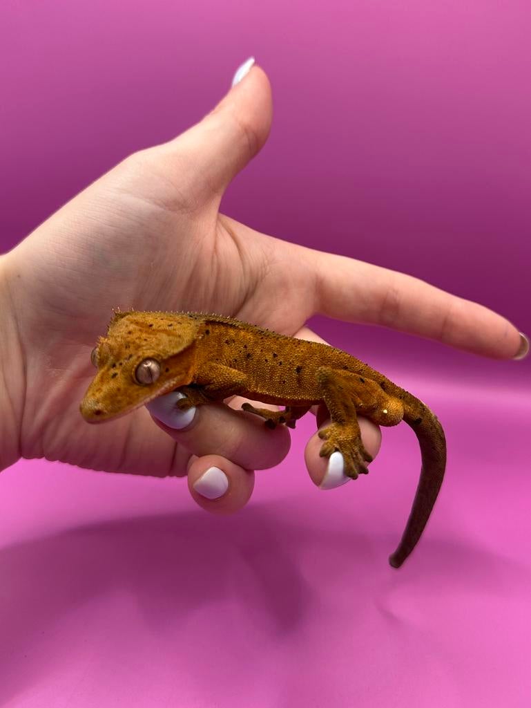 Wimpergekko man red super dalmatian Crested Gecko - male for sale from RX Cresties