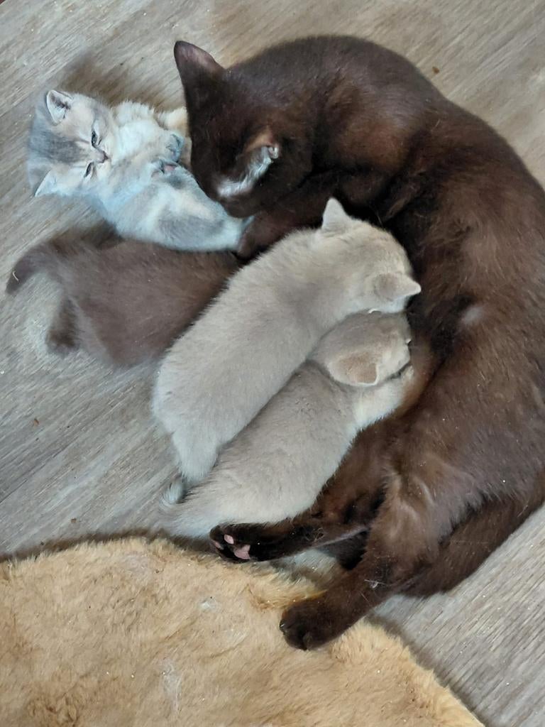 Prachtige nestje raszuivere britse korthaar kittens, Dieren en Toebehoren, Poes, Ontwormd