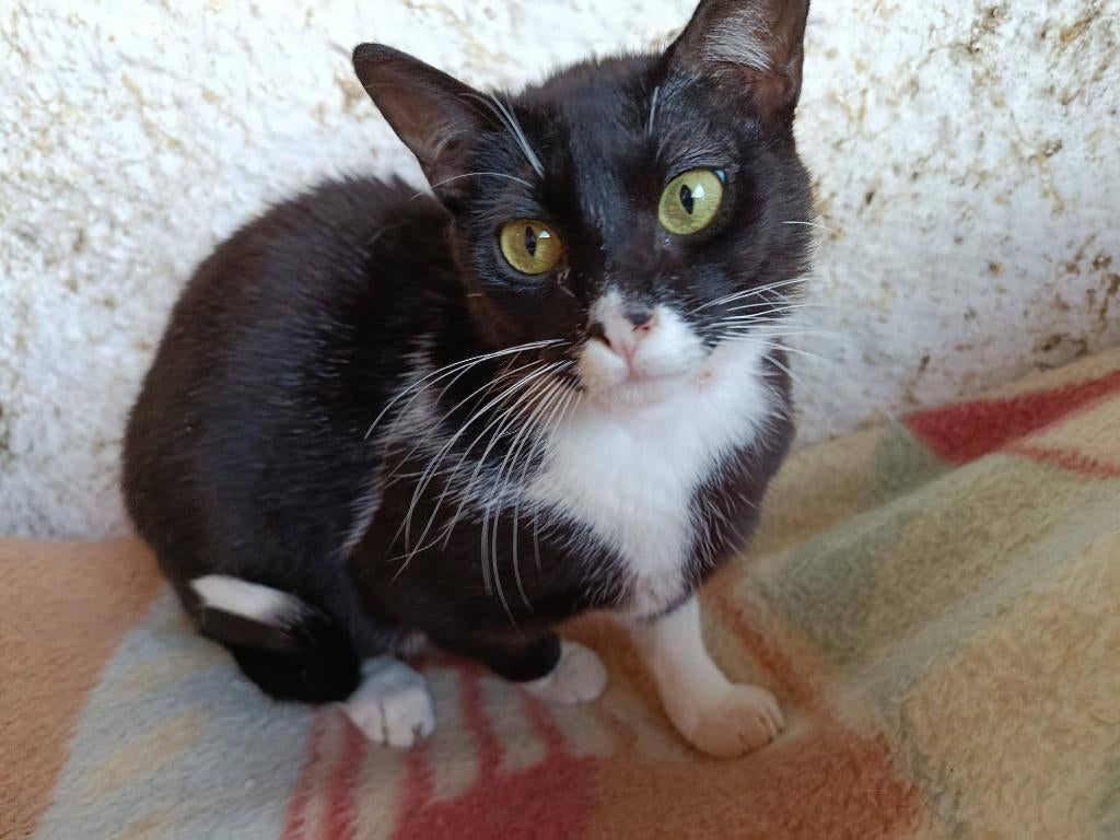 jarela, Sury, 20-09-2025, gered uit het asiel, Poes, Kortharig