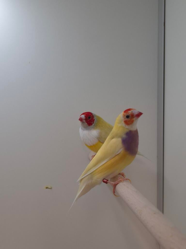 1-1 Gouldamadines, Meerdere dieren, Tropenvogel, Geringd