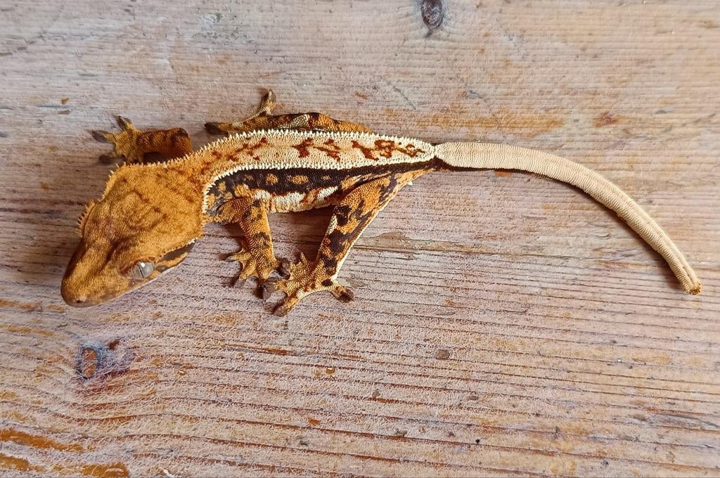 Wimpergekko'tje tricolor met lineage Crested Gecko - unknown for sale from Sabrina