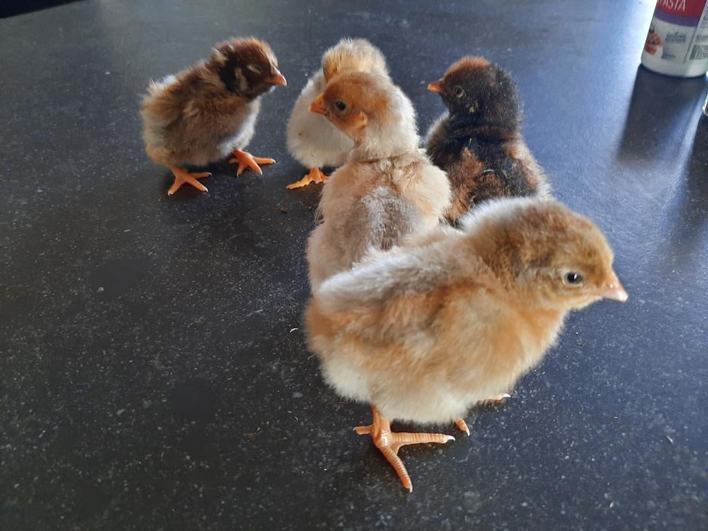 broedeieren zijdehoenders USA wyandott barnevelders kalkoen, Geslacht onbekend, Kip