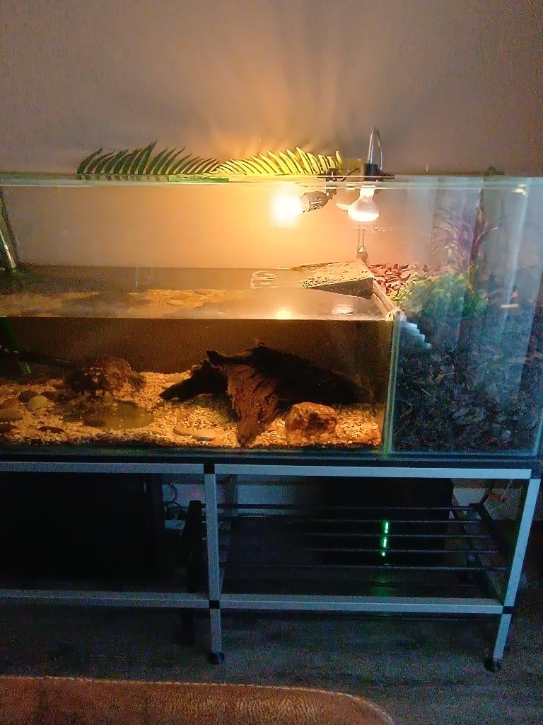 Aquarium / terrarium 150 / 60 cm, Ophalen, Gebruikt, Terrarium of Paludarium