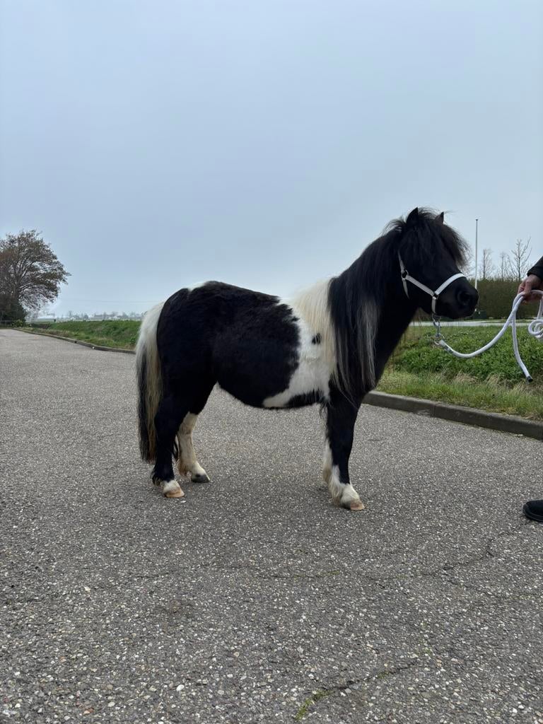 Lieve mensgerichte shetlandermerrie, Merrie, A pony (tot 1.17m), Met stamboom, 3 tot 6 jaar
