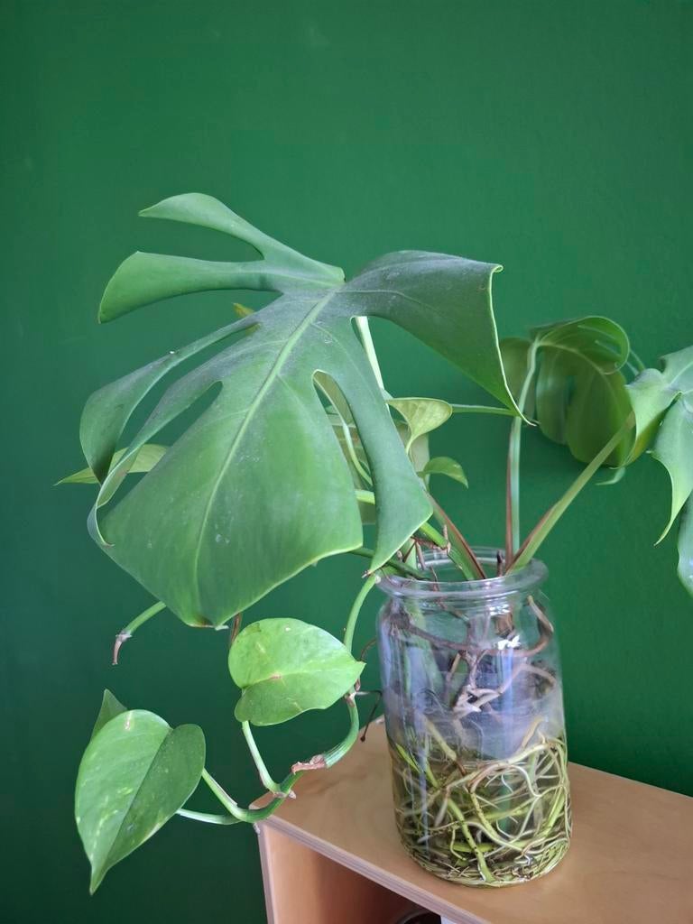 Stekje van Monstera kamerplant, Ophalen, Halfschaduw, Minder dan 100 cm