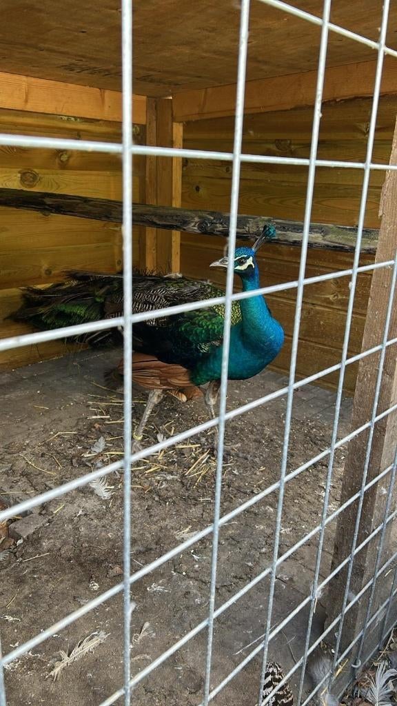 Mooi volwassen pauwenhaan, Mannelijk, Overige soorten