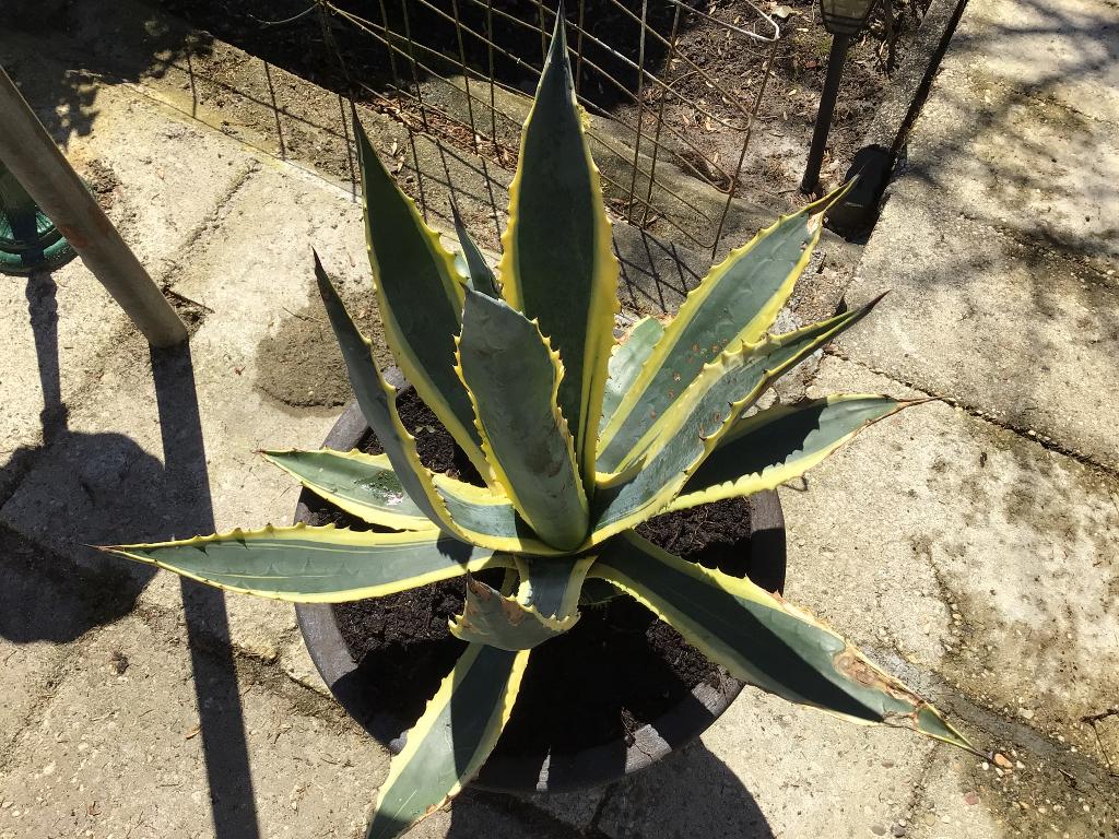 Agave, Volle zon, Vaste plant, Bloeit niet, Ophalen