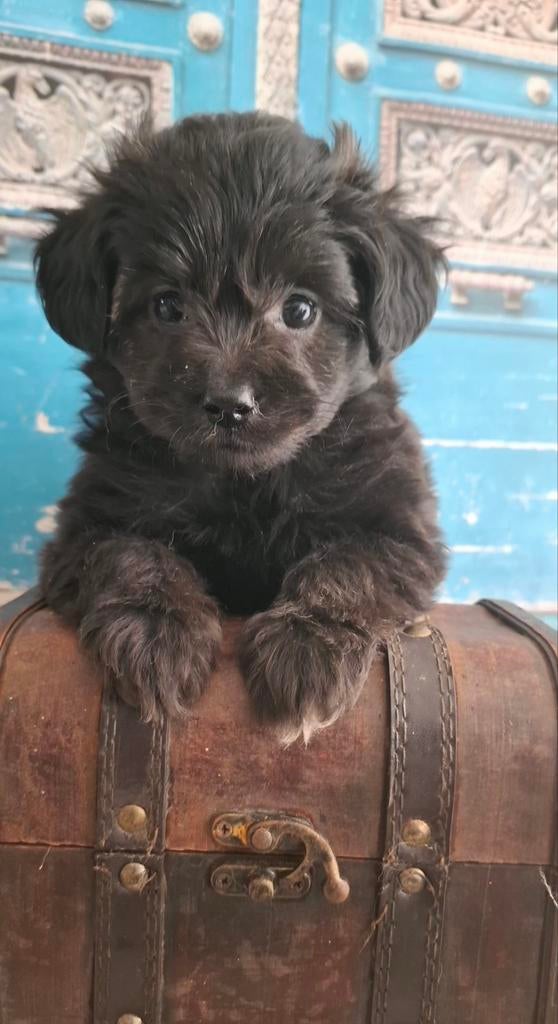 Grappige, goed gezonde pomapoo pupjes❤️, Parvo, Overige rassen, 8 tot 15 weken, Meerdere