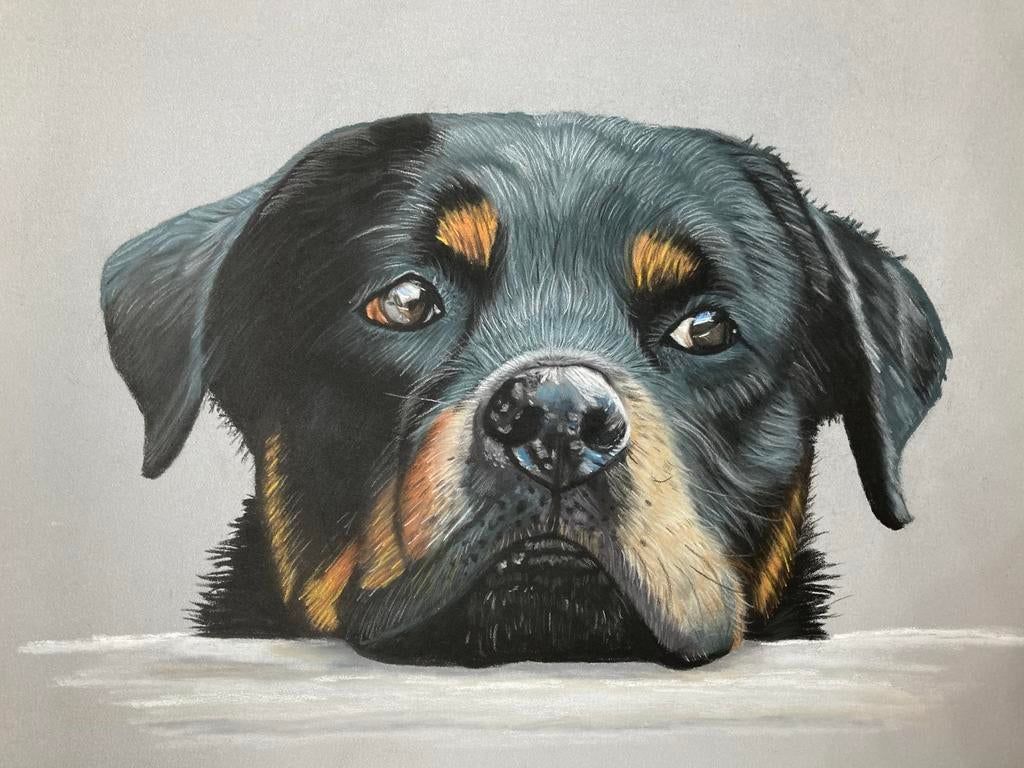 Realistische tekening rottweiler, Ophalen of Verzenden