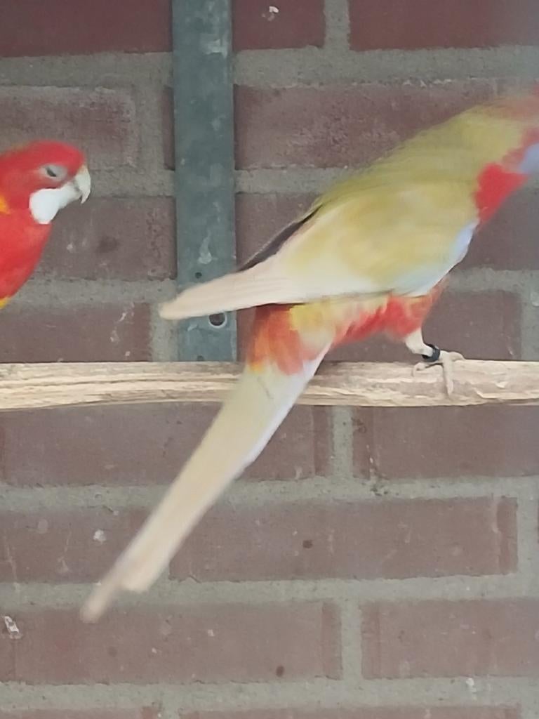 Panant  halsband roodvleugel en meer, Dieren en Toebehoren, Vogels | Parkieten en Papegaaien, Meerdere dieren, Parkiet, Geringd