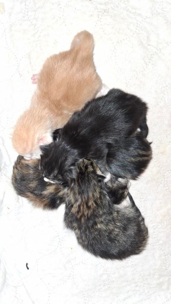 4 schitterende kittens geboren, Kater