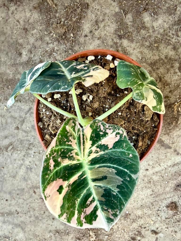 Alocasia Black Velvet Pink Variegata p12, Huis en Inrichting, Kamerplanten, Ophalen of Verzenden