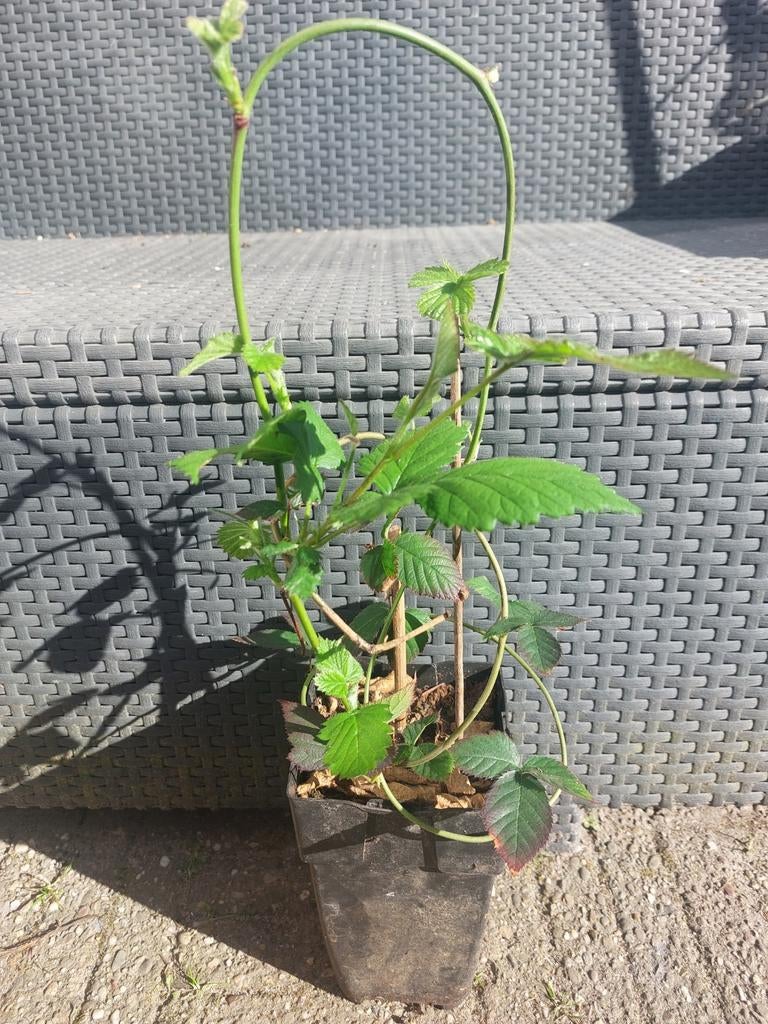 Tamme bramen struiken, meerdere beschikbaar., Tuin en Terras, Ophalen, Vaste plant, Halfschaduw, Zomer