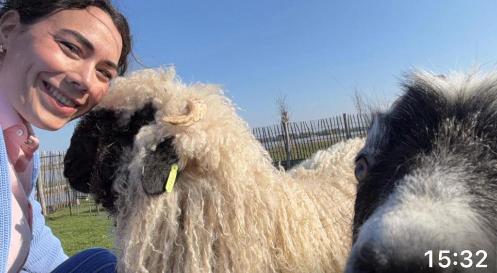 Gezocht iemnd die mijn schwarznase kan scheren, Meerdere dieren, Schaap, 0 tot 2 jaar