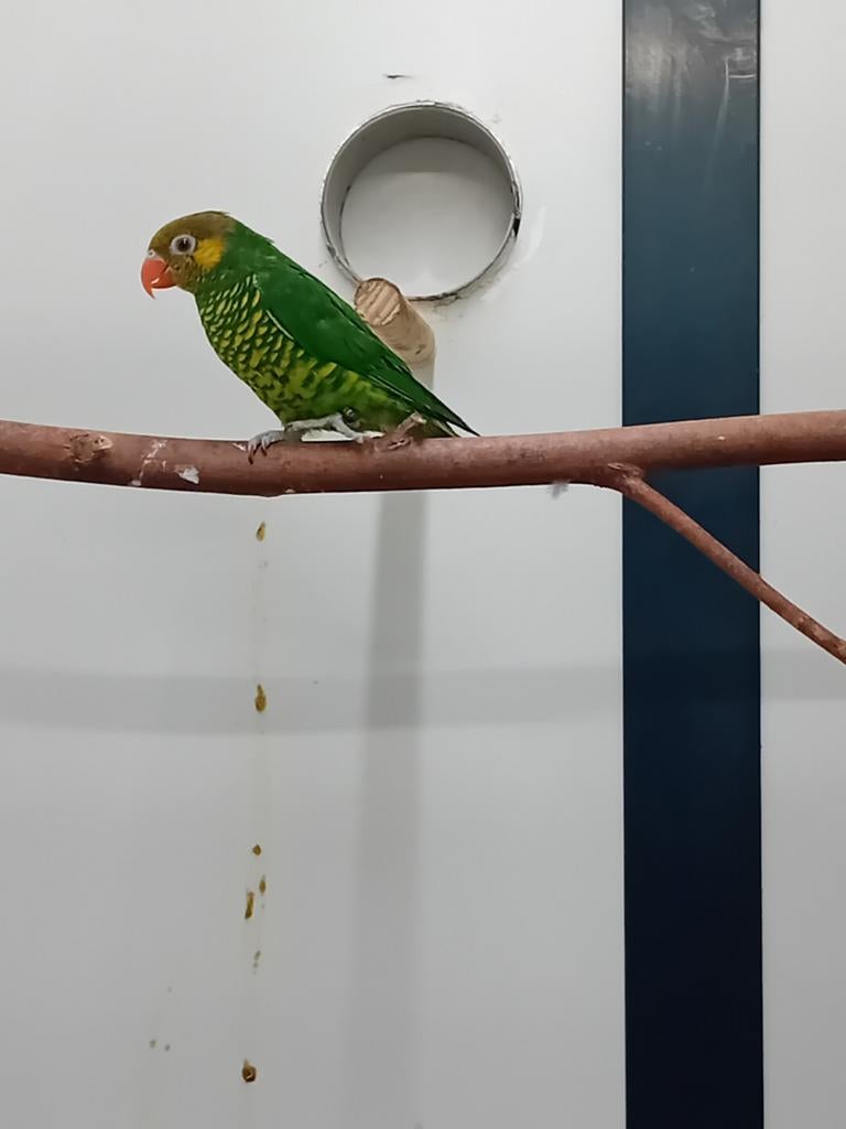 Tekoop meyer lori, Dieren en Toebehoren, Mannelijk, Papegaai