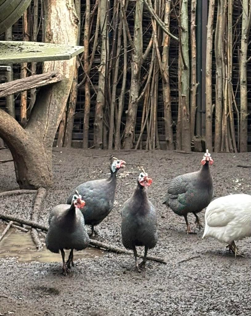 Parelhoenen, Mannelijk, Kip