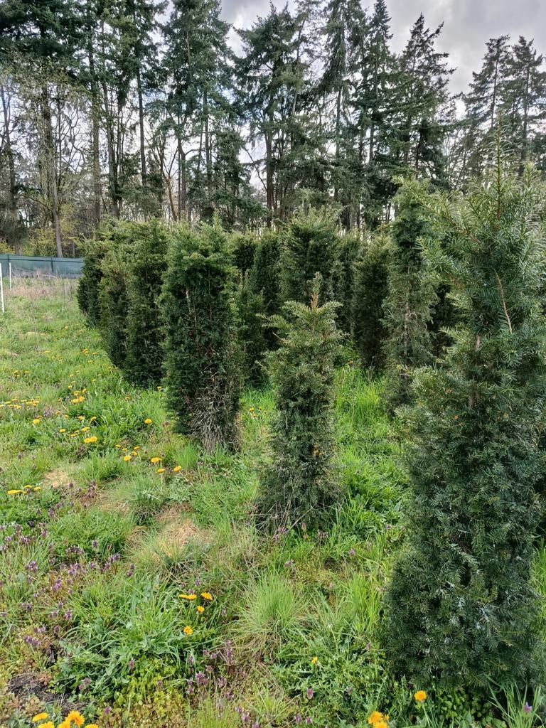 Taxus baccata 180/200 cm, Ophalen