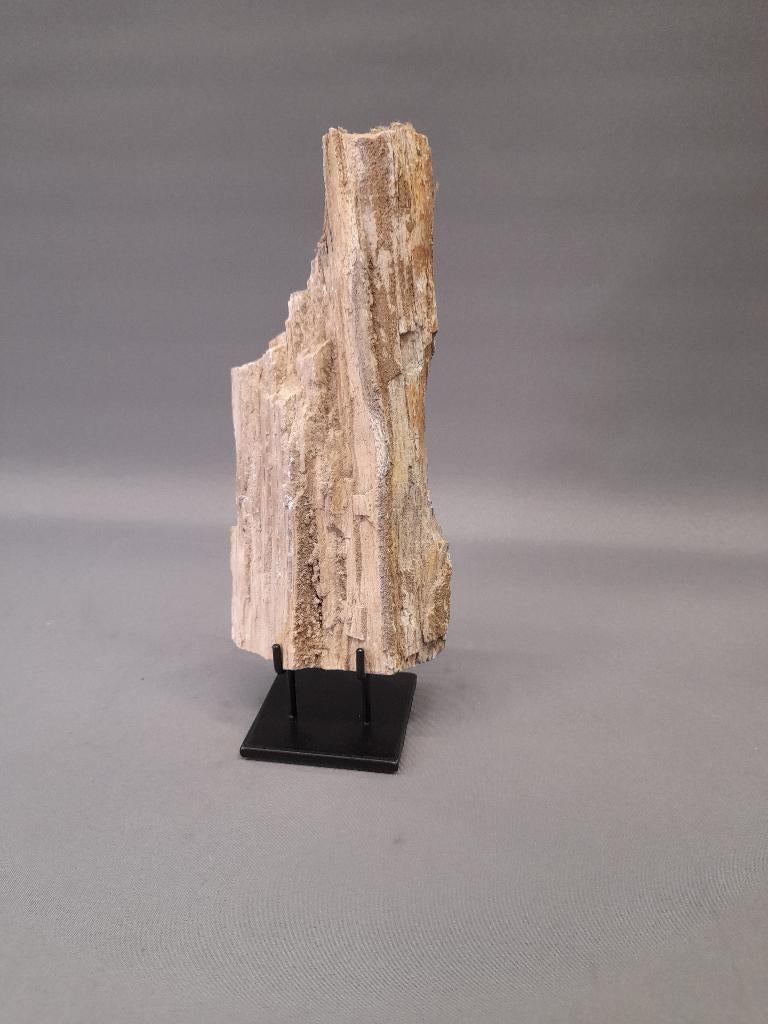 Versteend hout op standaard, Ophalen of Verzenden, Overige typen