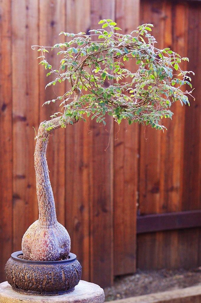 Cyphostemma Laza caudex plant, Ophalen of Verzenden, Vetplant, Volle zon, Minder dan 100 cm