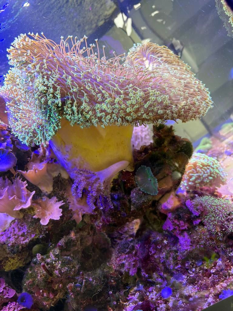 Prachtige paddenstoel leder met lange groene poliepen., Overige typen, Zoutwatervis