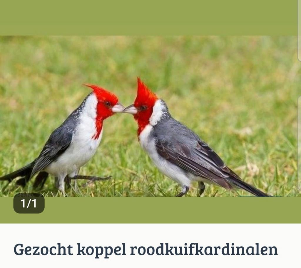 Gezocht koppel rood kuifkardinalen, Dieren en Toebehoren, Vogels | Overige Vogels, Meerdere dieren