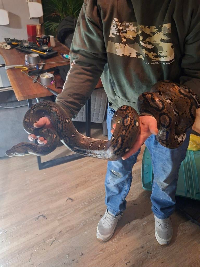 Super dwarf retic vrouw, Dieren en Toebehoren, Slang, Met terrarium