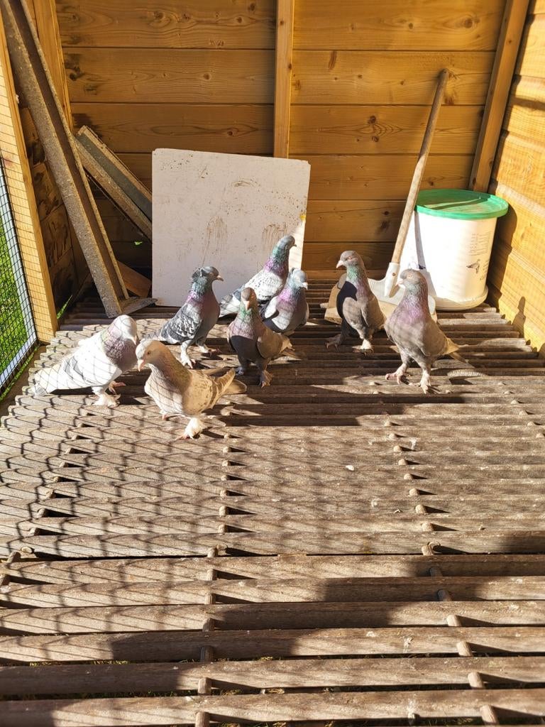 Takla duiven, Meerdere dieren, Overige soorten