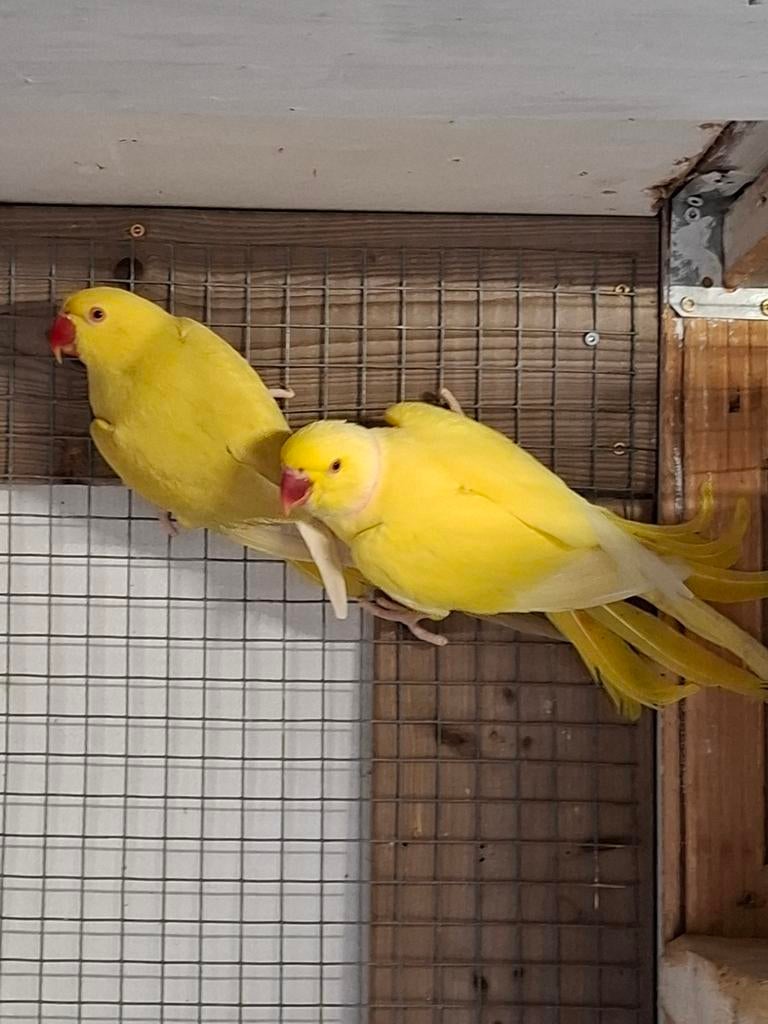 Halsbandparkieten, Meerdere dieren, Parkiet