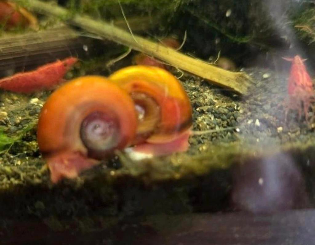 Roze Ramshoorn slakken, Dieren en Toebehoren, Slak of Weekdier