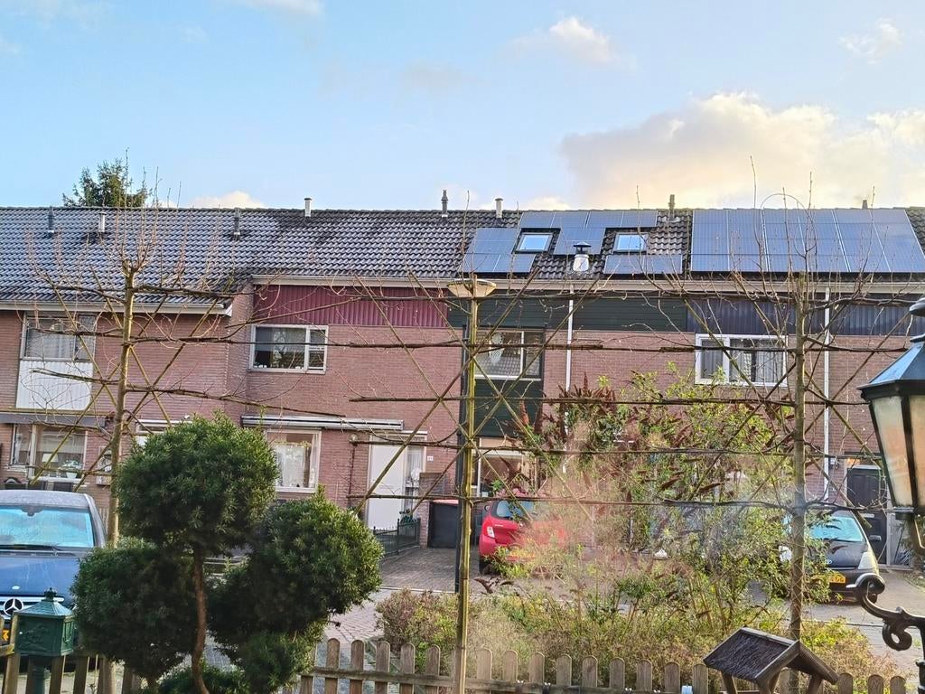 Leibomen, 3 stuks, Ophalen, Leiboom