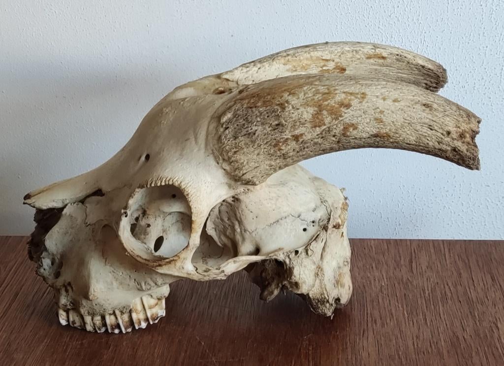 Schedel geit, Ophalen of Verzenden, Gebruikt, Overige soorten, Schedel